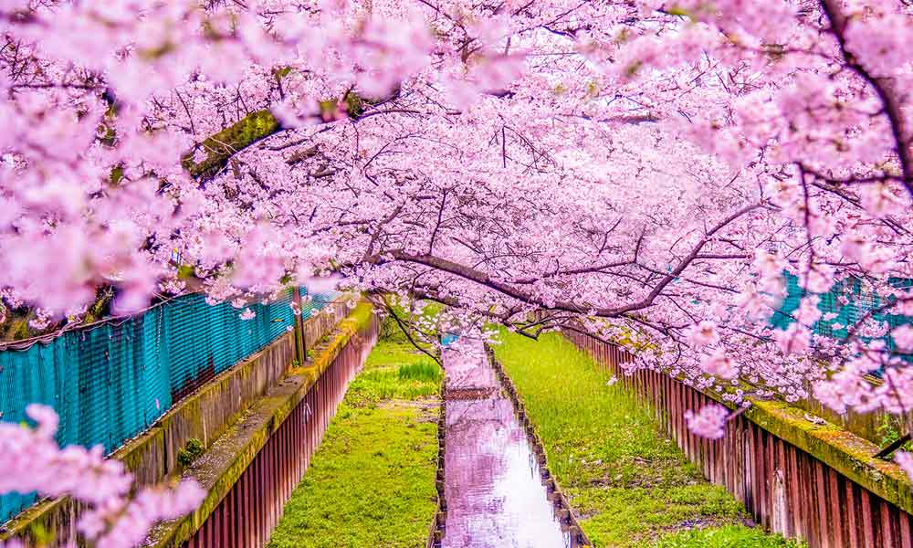 Sakura-is-the-national-flower-of-Japan-NewsORB360