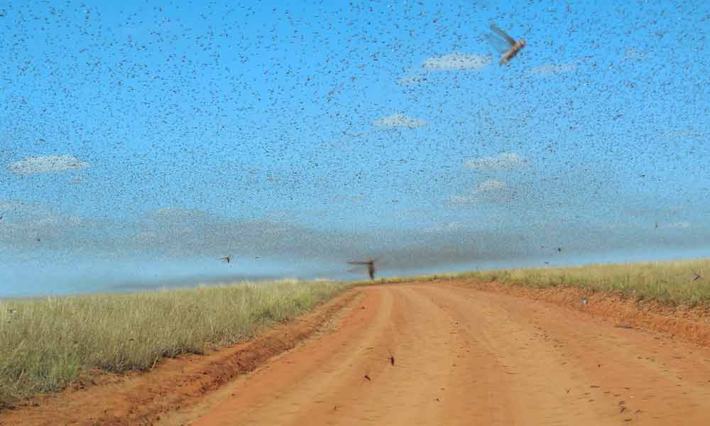 India invaded by Locust swarm-NewsORB360
