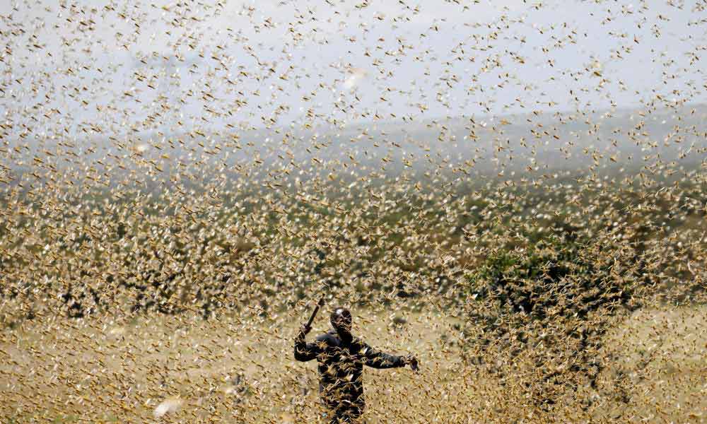 Locust Plague raids North India-NewsORB360