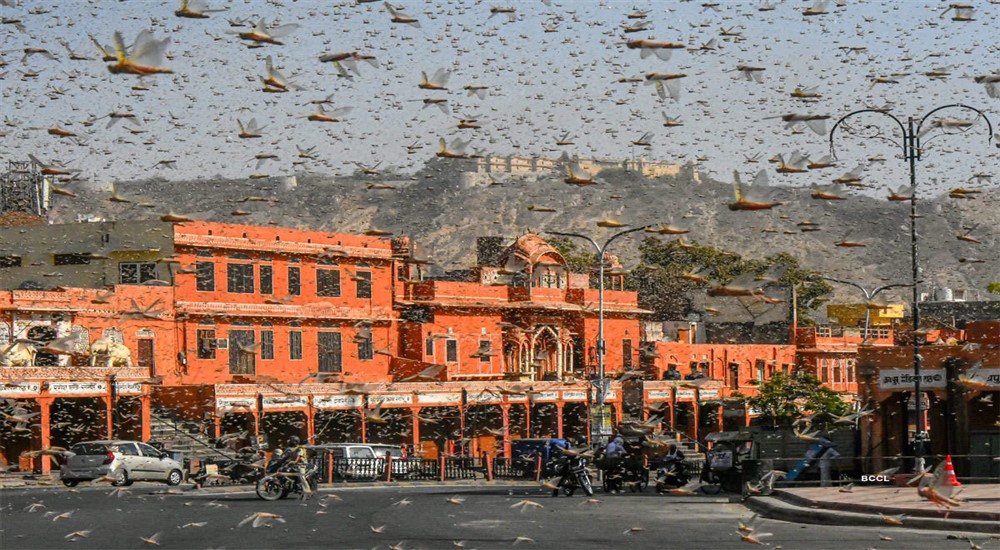 Locusts-Rajasthan-NewsORB360