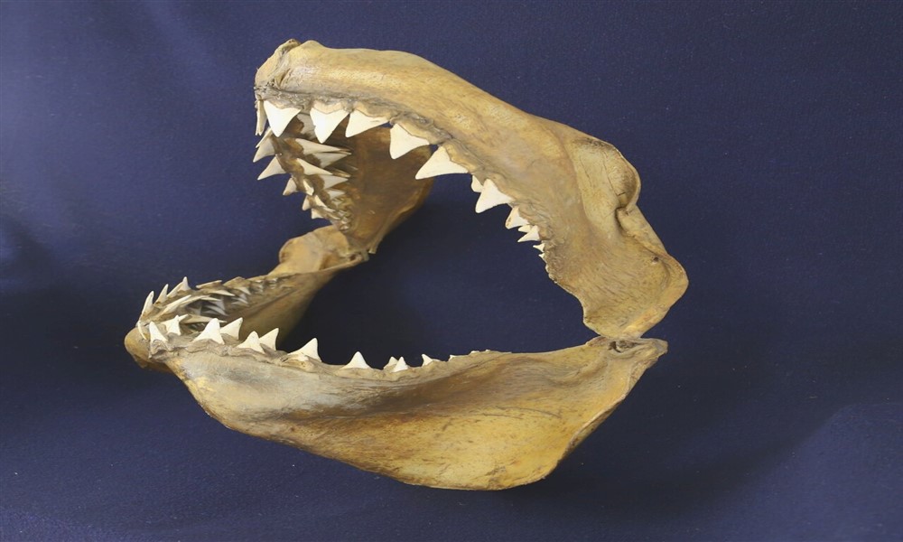 White-Shark-Fossil-NewsORB360 GREAT 