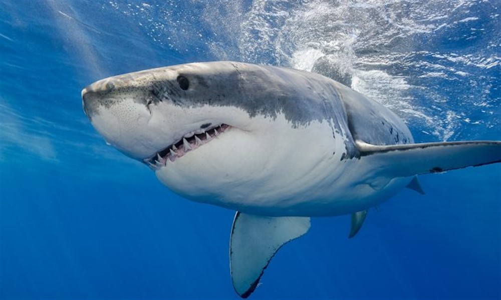 White-Shark-NewsORB360 GREAT 